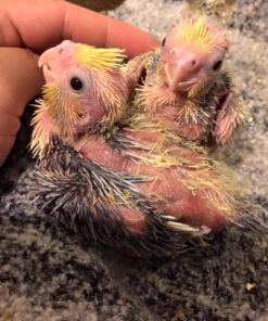 Kaytee Exact Hand Feeding High Fat Baby Bird Food, 18-Oz Jar 13 71demStws L