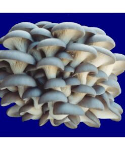 Organic Blue Oyster Mushroom Growing Kit 36 71df9iHT3pL