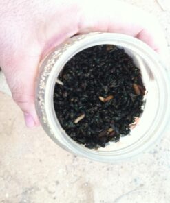 TERRO T380 Outdoor Reusable Fly Magnet Fly Trap - Poison Free Fly Killer and Trap with Bait 36 71dfTVXhJML 1