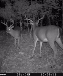 Evolved Habitat Deer Cane Block 4 lb 27 71dfqhXJRfL 1