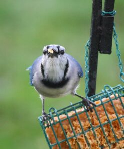 Cole's FS16 Flaming Squirrel Seed Sauce, 16-Ounce 1 37 71dk I17RjL