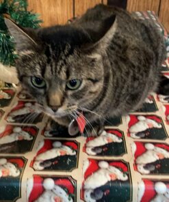 FRONTLINE Plus Flea and Tick Treatment for Cats Over 1.5 lbs., 3 Treatments 3 Doses 39 71dkYEs yiL