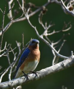 Tamron SP 150-600mm F/5-6.3 Di VC USD G2 for Nikon Digital SLR Cameras 75 71dkxiFcFNL