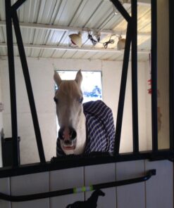 Farnam Apple Elite Horse Electrolyte Powder, Replaces minerals lost in sweat during exercise, extreme weather & stressful conditions, 5 lb., 40 day supply 5 pounds 21 71dlIHEc1L