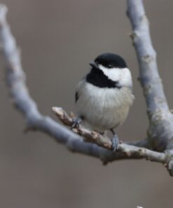 Sigma 1.4x Teleconverter TC-1401 for Canon Canon SLR Mount 26 71doXNb4U8L