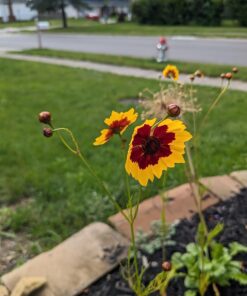 Eden Brothers All Perennial Wildflower Mixed Seeds for Planting, 1/4 lb, 120,000+ Seeds with Lupine, Shasta Daisy | Attracts Pollinators, Plant in Spring or Fall, Zones 3, 4, 5, 6, 7, 8, 9, 10 1/4 Pound 39 71dpT0IBDoL