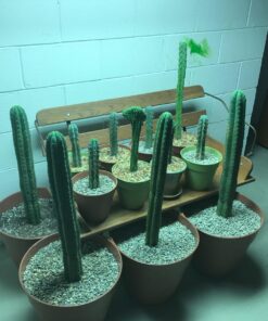 Hydrofarm FLT44 System 4' Fluorescent Grow Light, 1 Count (Pack of 1), White 4 Tubes 4-Feet 19 71drIbuQyL