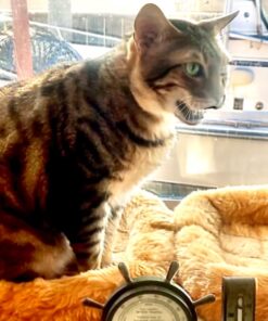 MidWest Homes for Pets Dog Bed 22L-Inch White Cinnamon Dog Bed or Cat Bed w/ Comfortable Bolster | Ideal for XS Dog Breeds & Fits a 22-Inch Crate | Easy Maintenance Machine Wash & Dry 36 71dun8JdXUL