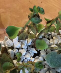 Succulent Assorted Pack- Perfect for Weddings, Party Favors, Home Gardens, and Social Events by Jiimz (15 Pack) 67 71dxJTnB5fL