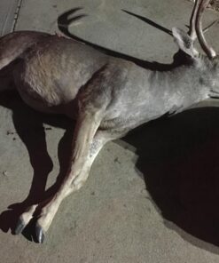 Outdoor Edge WildPak 8-Piece Hunting Knife Set & Field Dressing Kit | Features Razor-Sharp Full Tang Skinning Knife, Caping & Boning Knives, Knife Sharpener, Bone Saw, Rib Spreader | Compact Hard Case 17 71dxkNAs L