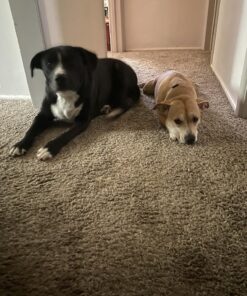 Dna My Dog Essential Test –Breed ID Test Mixed Breed Identification, Personality Traits, for Puppies to Adult Dogs, Non-Invasive Cheek Swab 39 71dyWjApSfL