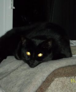 Feline Greenies Dental Treats For Cats Oven Roasted Chicken Flavor 12 Oz. With Natural Ingredients Plus Vitamins, Minerals, And Other Nutrients 28 71dz8leuTdL