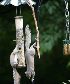 Cole's FS16 Flaming Squirrel Seed Sauce, 16-Ounce 1 34 71e0Srh7psL