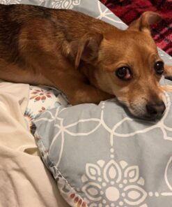 Dna My Dog Essential Test –Breed ID Test Mixed Breed Identification, Personality Traits, for Puppies to Adult Dogs, Non-Invasive Cheek Swab 40 71e0asXcHbL