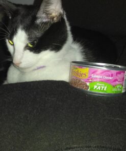 Purina Friskies Wet Cat Food Pate - 5.5 oz. Can Salmon Dinner 5.5 Ounce (Pack of 24) 40 71e5HGsLFOL