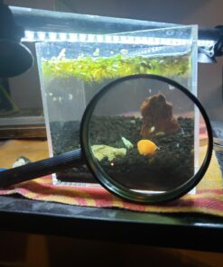 (10) Live Freshwater Bladder Snails from Great Feeders !!! 5 71e63BrgF2L