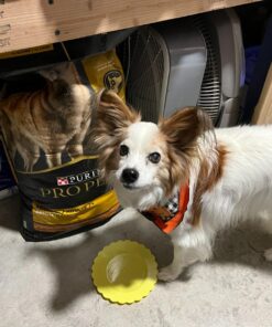 Purina Pro Plan Senior Dog Food With Probiotics for Dogs, Bright Mind 7+ Chicken & Rice Formula - 16 lb. Bag 16.00 Pound (Pack of 1) 33 71e6RR6fRNL