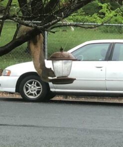 Perky-Pet 305 Holly Berry Gilded Chalet Wild Bird Feeder Gold 47 71eK2RIAR4L