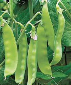 Pea Seed, Sugar Daddy Snap Pea, Heirloom, Non GMO, 20 Seeds, Perfect Peas, Country Creek Acres 15 71eOlzf3yPL