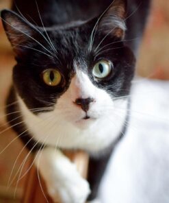 Nikon D5300 24.2 MP CMOS Digital SLR Camera with 18-55mm f/3.5-5.6G ED VR Auto Focus-S DX NIKKOR Zoom Lens (Black) 62 71eTGkDmbEL