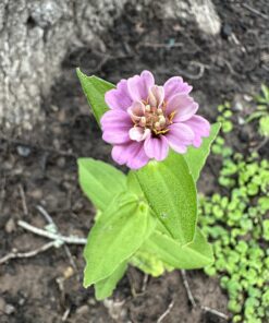 Outsidepride Zinnia Elegans Lilliput Heat & Drought Tolerant Garden Cut Flower Mix - 1000 Seeds Lilliput Mix 55 71eToAY2VZL