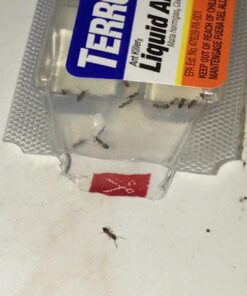 Terro Liquid Ant Killer Baits(6 Bait Stations Net Contents 2.2fl.oz/0.36fl.oz) 32 71eX5wwdgWL