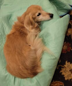 IMPROVIA® Washable Underpads, 34" x 36" (Pack of 4) - Heavy Absorbency Reusable Bedwetting Incontinence Pads for Kids, Adults, Elderly, and Pets - Waterproof Protective Pad for Bed, Couch, Sofa, Floor 4 Pack - 34x36 43 71eY6S irHL