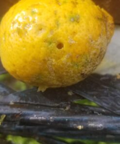 Crosman LUM77 Premier Domed Field 10.5g Target Pellets in a Tin, SILVER (500 Count) 44 71eYLxzpLLL