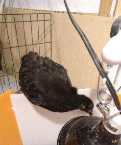 Farm Innovators 3700 Baby Chick Corral Starter Home Coop Kit with 10 Plastic Panels and Adjustable Brooder Lamp Hanger for Up To 15 Chicks 22 71ecanTEK0L