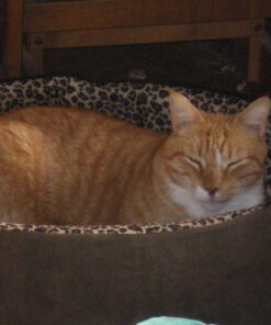 K&H Pet Products Heated Pet Bed Warmer Waterproof Pet Heating Pad for Cat Beds and Dog Beds, Tan Small 33 71ed3HkjuL