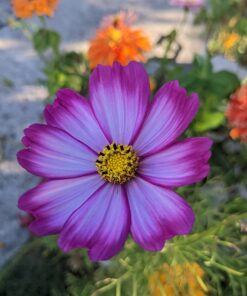 Big Pack - Cosmos USA Mix (8,000+) Flower Seeds By MySeeds.Co (Big Pack - Cosmos Mix) 42 71edFcUQtWL
