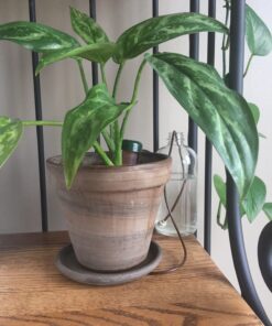 Blumat Classic Plant Watering Stakes | for Everyday Home or Vacation Use | Indoor or Outdoor Water Spikes for Plants | Automatic Drip Irrigation (6 Pack) 6 Pack 51 71eedsgfQmL