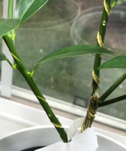 Anodized Aluminum Bonsai Training Wire 5-Size Starter Set with Canvas Bag - 1.0mm, 1.5mm, 2.0mm, 2.5mm, 3.0mm (147 feet total) - Choose Your Color (5 Sizes, Black) 5 Sizes 31 71eemMjsduL