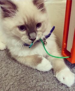 MOODY PET Fling-AMA-String Cat Toy Basic 11 71efefD7JML