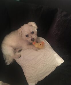 KONG - Plush, Low Stuffing Squeak Duck Dog Toy - Replacement Squeaker Included- For Small Dogs 1 Pack 23 71ehI326P L