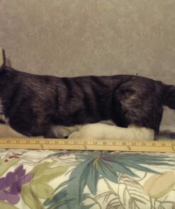 Wild Republic Jumbo Wolf Plush, Giant Stuffed Animal, Plush Toy, Gifts for Kids, 30 Inches Single 43 71ehlBZvd2L