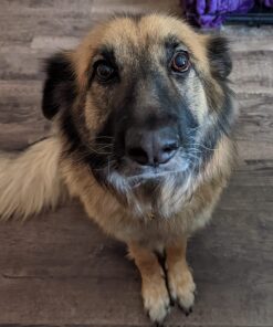 Diggin' Your Dog Firm Up Pumpkin for Dogs & Cats, 100% Made in USA, Pumpkin Powder for Dogs, Digestive Support, Apple Pectin, Fiber, Healthy Stool, 16 oz 16 oz (Pack of 1) 33 71ejKXMneL