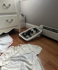 Alternative view of Dr. Elsey's Precious Cat Kitten Attract Kitten Training Litter, Kitten Attract Litter 20lb Bo, 20 lb