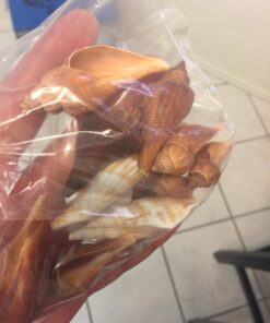 Sea Shells Mixed Beach Seashells - Various Sizes up to 2" Shells -Bag of Approx. 50 Seashells Seashells1 47 71ekyUKYzWL