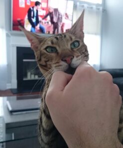 NERF Modulus ECS Motorized Blaster, Removable Scope, Drop Grip, Barrel, Stock, 10-Dart Clip (Amazon Exclusive) Frustration-Free Packaging 26 71essv3OqQL