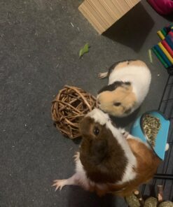 Ware Manufacturing Willow Branch Ball for Small Animals - 4-inch 1-Pack 18 71etchU27VL