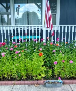 Zinnia - California Giant Mix - Bulk Pack 5,000 Seeds by Seeds2Go 32 71euGPez92L