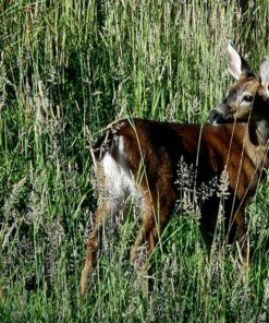 Nikon COOLPIX S3700 Digital Camera with 8x Optical Zoom and Built-In Wi-Fi (Silver) Silver Base 17 71ewV4meFQL