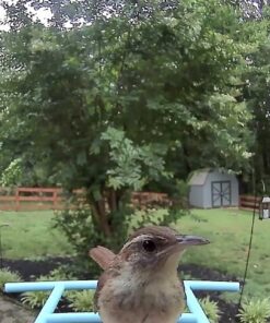 NETVUE Birdfy AI - Smart Bird Feeder with Camera, Free AI Forever, Auto Capture & Identify 6000+ Bird Species, Bird Videos for Birdwatching, Ideal Gift for Bird Lover Blue 46 71ewbjahL 1