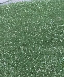 Scotts Turf Builder Weed & Feed3, Weed Killer Plus Lawn Fertilizer, Controls Dandelion and Clover, 5,000 sq. ft., 14.29 lbs. 5,000 sq. ft. Weed and Feed 46 71eyBC9dtqL