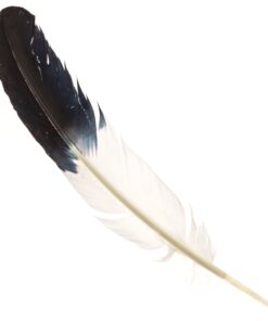 Feather Fanning Kit with Abalone Shell, Medium California White Sage, and Palo Santo Multicolor 10 71ezXx2dfrL