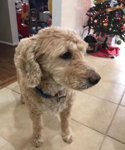 Nutramax Dasuquin with MSM Joint Health Supplement for Small to Medium Dogs - With Glucosamine, MSM, Chondroitin, ASU, Boswellia Serrata Extract, and Green Tea Extract, 150 Chewable Tablets 150 Count (Pack of 1) 36 71f0J7kLVmL 1