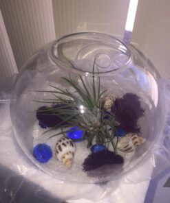 Sea Shells Mixed Beach Seashells - Various Sizes up to 2" Shells -Bag of Approx. 50 Seashells Seashells1 48 71f3In6B8nL