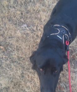 rabbitgoo Dog Harness, No-Pull Pet Harness with 2 Leash Clips, Adjustable Soft Padded Dog Vest, Reflective No-Choke Pet Oxford Vest with Easy Control Handle for Large Dogs, Black, XL X-Large 41 71f3TXyFSRL