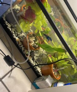 GloFish aquarium Gravel 5 Pounds, White, Complements GloFish Tanks (29022) White Frost 39 71f3Z6bISL